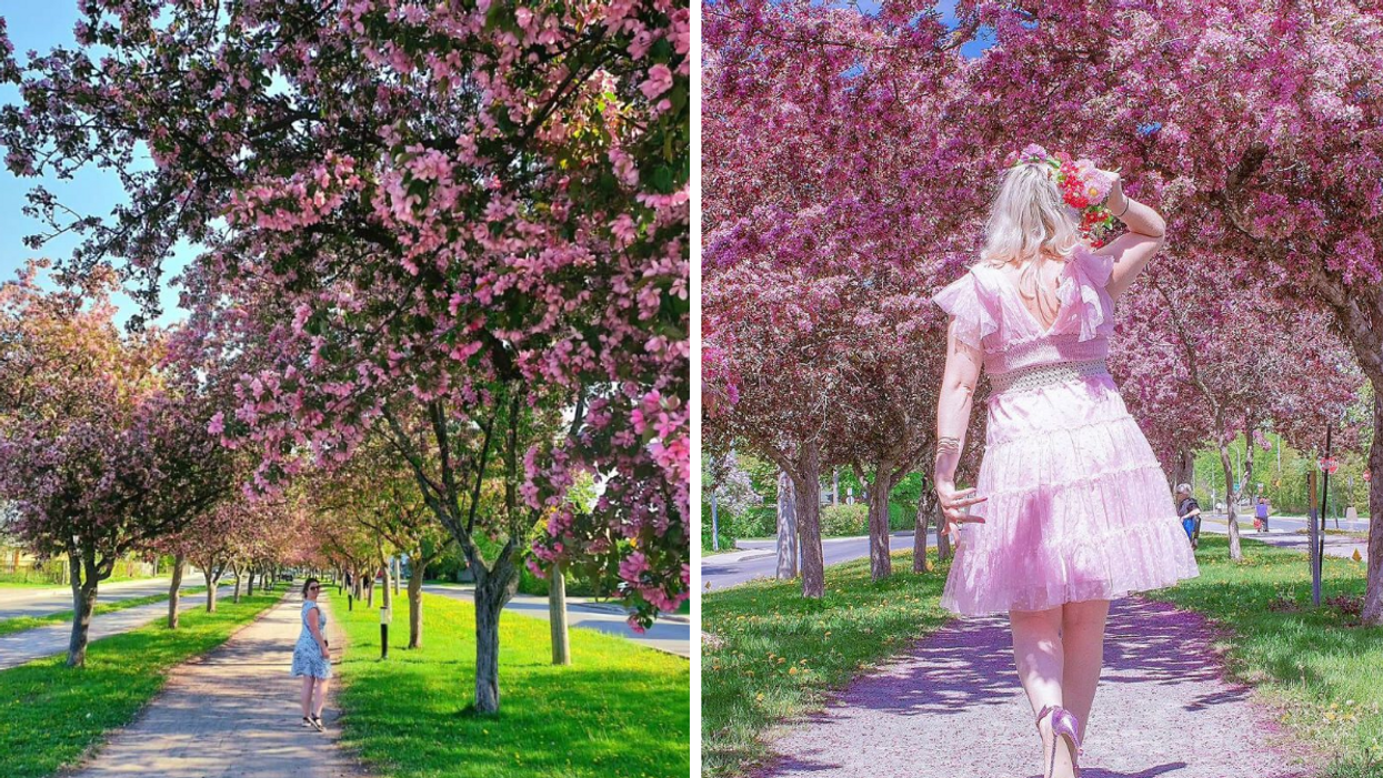 Someone poses for a photo on a walking path, amid blooming crabapple trees. Right: Someone wearing a pink dress has their back turned, as they stand on a path lined with crabapple blossoms.